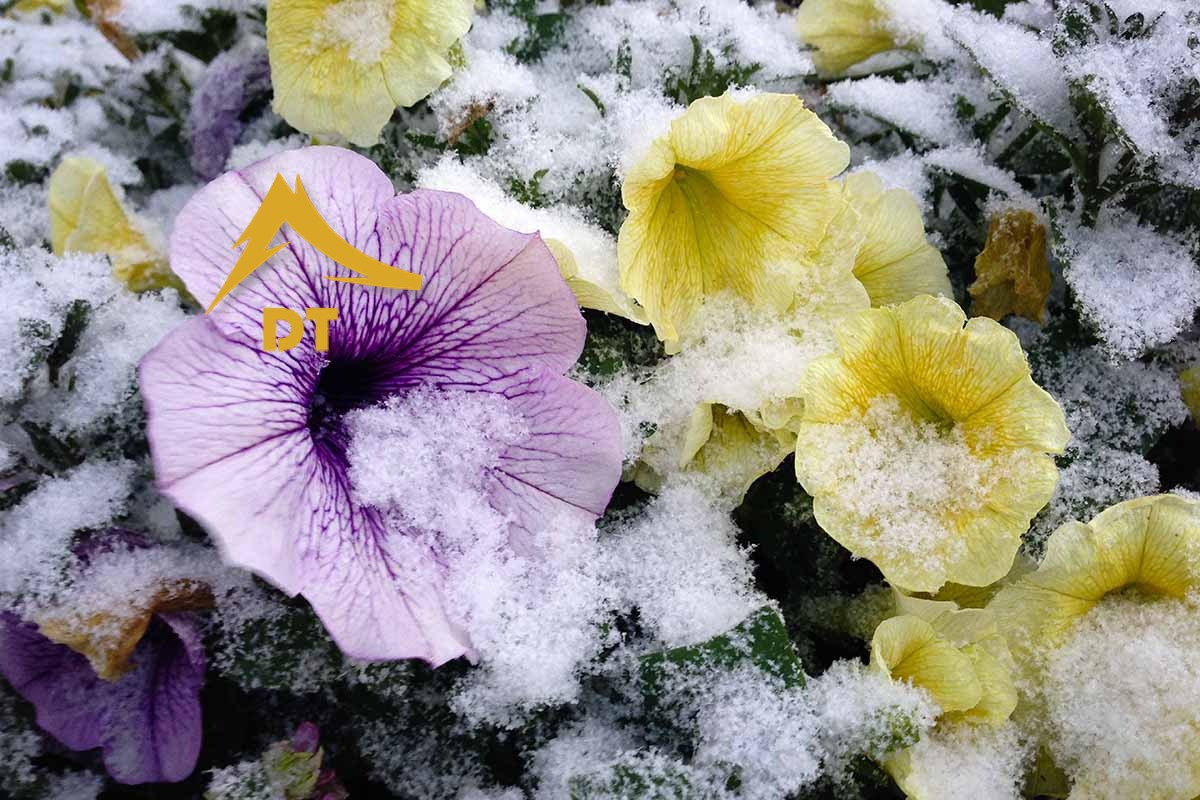 گل و گیاهان مناسب در مناطق سردسیری